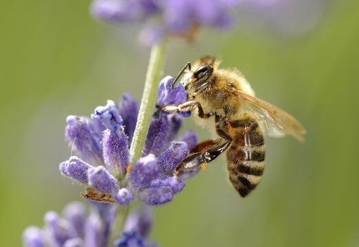 Honeybee (Apis) feeding on Common or True Lavender (Lavandula angustifolia)