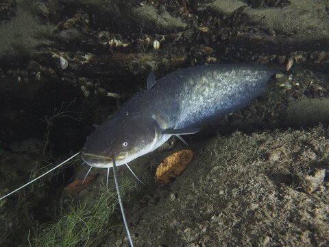 A catfish (Silurus glanis), Waller, resting under rocks in an underwater environment. Dive site Zollbr&uuml;cke, Rheinau, Canton Zurich, Rhine, High Rhine, Switzerland, Germany