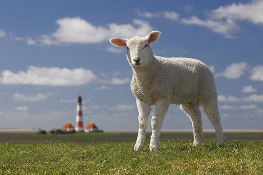 Domestic sheep (Ovis gmelini aries), lamb stands on dike in front of lighthouse Westerheversand, North Sea dike, Westerhever, peninsula Eiderstedt, Schleswig-Holstein, Germany