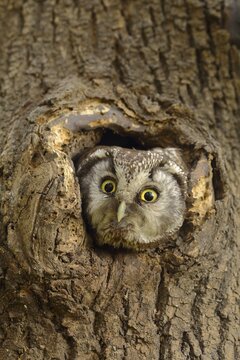 Tengmalm's owl (Aegolius funereus) looks out of his brood cave from knothole, North Rhine-Westphalia, Germany