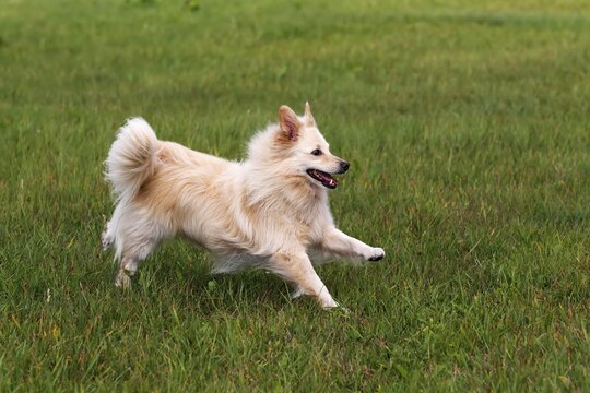 Small white dog, spitz half-breed (Canis lupus familiaris), running in a meadow, male