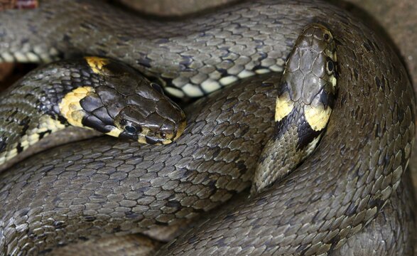 Two grass snakes (Natrix natrix) entwined, Schleswig-Holstein, Germany
