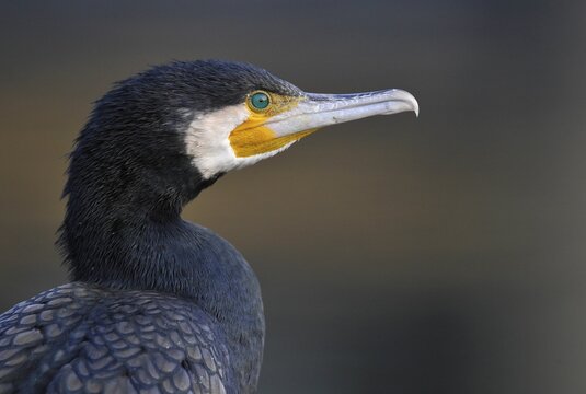 Great Cormorant (Phalacrocorax carbo), portrait