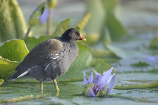 Common Moorhen (Gallinula chloropus) in pond with waterlily (Nymphaea)