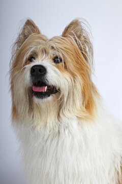 Elo, male, portrait, Germany
