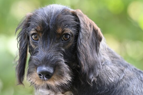 Wire-haired dachshund (Canis lupus familiaris) puppy, male, 4 months, animal portrait, Baden-W&uuml;rttemberg, Germany