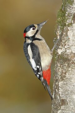 Great spotted woodpecker (Dendrocopos major) male, on the trunk of a birch (Betula), sticking tinder fungus (Fomes fomentarius), North Rhine-Westphalia, Germany