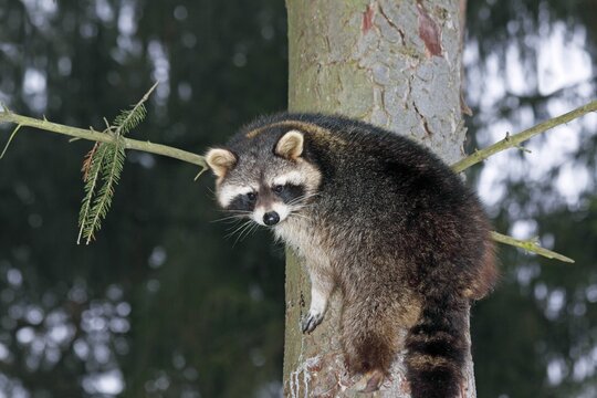 Raccoon (Procyon lotor) climbing on a tree