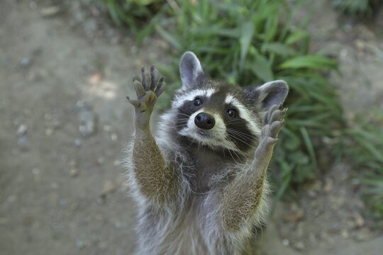 Raccoon (Procyon lotor) begging for food, captive, North Rhine-Westphalia, Germany