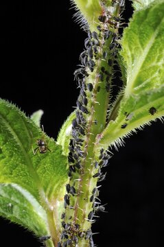 Aphids (Aphidoidea) being milked by ants (Formidicae)