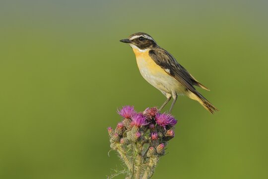Whinchat (Saxicola rubetra), male sitting on a flowering thistle, North Rhine-Westphalia, Germany