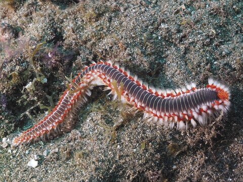 Bearded fireworm (Hermodice carunculata) . Dive site El Cabron Marine Reserve, Arinaga, Gran Canaria, Spain, Atlantic Ocean