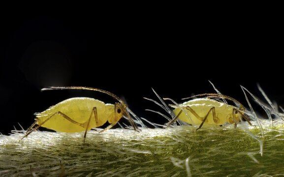 Aphids (Aphidoidea) on a Daisy (Bellis perennis), macro shot, Stuttgart, Baden-W&uuml;rttemberg, Germany