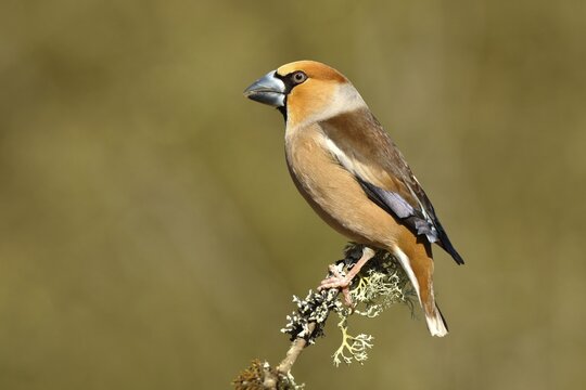 Hawfinch (Coccothraustes coccothraustes) male, sitting on a lichen-covered branch, North Rhine-Westphalia, Germany