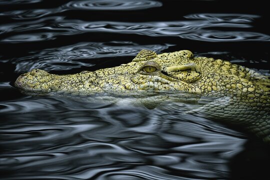Saltwater crocodile (Crocodylus porosus), animal portrait in water, Albino, captive, Germany