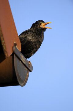 Singing Blackbird (Turdus merula), male, on gutter