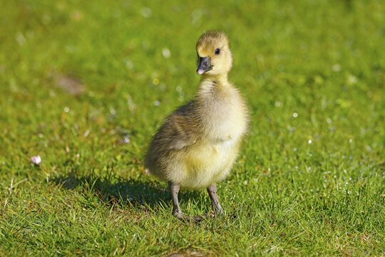 Greylag goose (Anser anser), chick in a meadow, gosling, animal child, Schleswig-Holstein, Germany