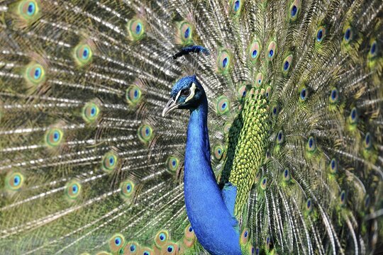 Indian Peafowl (Pavo cristatus) displaying