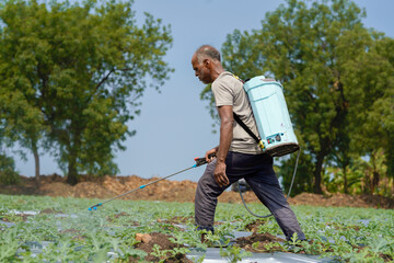 An Indian farmer sprays pesticide on a watermelon field using a backpack sprayer to protect crops.