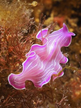Variable flatworm (Prostheceraeus giesbrechtii), marine animal, dive site Cap de Creus Marine Reserve, Rosas, Costa Brava, Spain, Mediterranean Sea