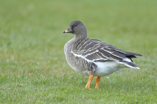 Bean Goose (Anser fabalis) in a meadow, Helgoland, North Sea, Germany