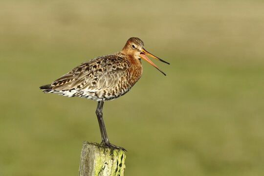 Black-tailed godwit (Limosa limosa) stands calling on a post, Ochsenmoor, Lake D&uuml;mmer, Lower Saxony, Germany