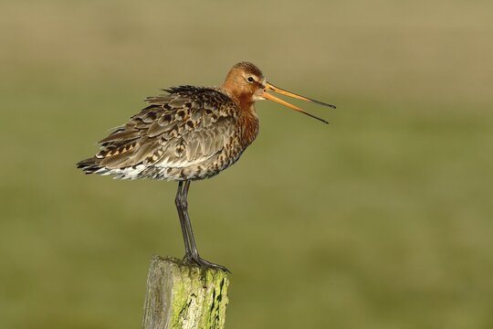 Black-tailed godwit (Limosa limosa) stands on a post, Oxenmoor, D&uuml;mmer See, Lower Saxony, Germany