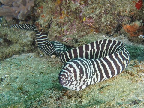 Zebra moray (Gymnomuraena zebra), Sodwana Bay National Park dive site, Maputaland Marine Reserve, KwaZulu Natal, South Africa