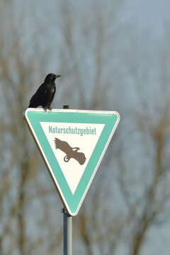 Carrion crow (Corvus corone), sitting on a sign nature reserve, symbol for guardian, Lower Rhine, North Rhine-Westphalia, Germany