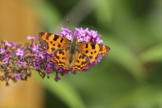 Comma (Polygonia c-album), on summer lilac or butterfly-bush (Buddleja davidii), North Rhine-Westphalia, Germany