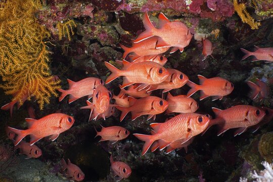 Group of white fringed soldierfish (Myripristis murdian) . Dive site Elphinstone Reef, Egypt, Red Sea