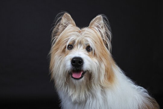 Elo, male, portrait, Germany
