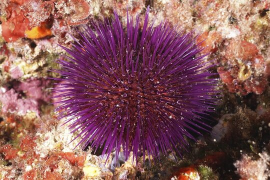 A spiny purple sea urchin (Sphaerechinus granularis) on the seabed in a marine environment. Dive site Marine protected area Cap de Creus, Rosas, Costa Brava, Spain, Mediterranean Sea