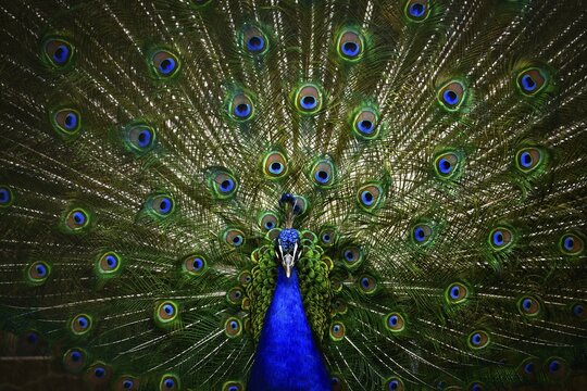 Indian peafowl (Pavo cristatus), captive, Stuttgart, Baden-W&uuml;rttemberg, Germany