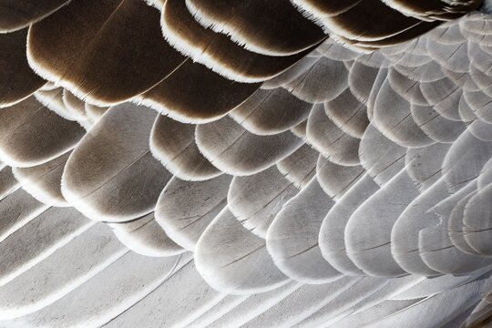 Feathers, cover plumage of a greylag goose (Anser anser), Schleswig-Holstein, Germany