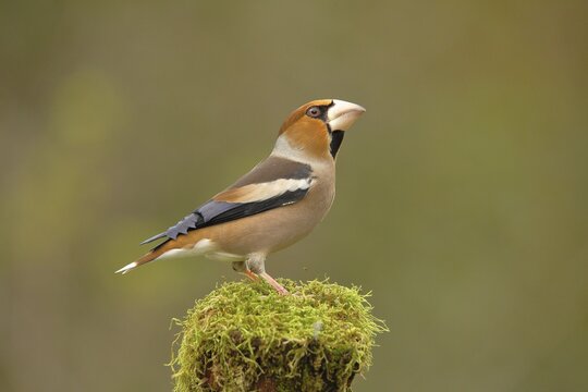 Hawfinch (Coccothraustes coccothraustes), male, sitting on a tree stump covered with moss, North Rhine-Westphalia, Germany