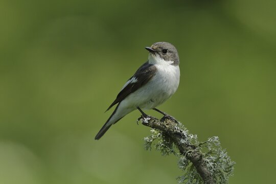 European pied flycatcher (Ficedula hypoleuca), male sitting on a branch overgrown with lichen, North Rhine-Westphalia, Germany
