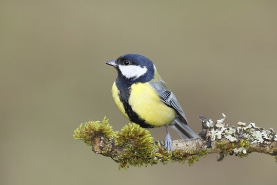 Great tit (Parus major) sitting on a branch overgrown with lichen and moss, Wilnsdorf, North Rhine-Westphalia, Germany