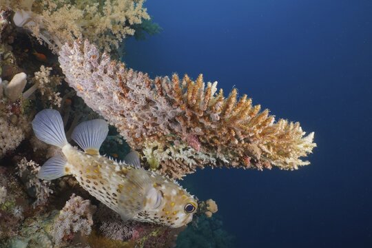 Spotbase burrfish (Cyclichthys spilostylus) under Pharaoh's antler coral (Acropora pharaonis) . Dive site Shaab Marsa Alam