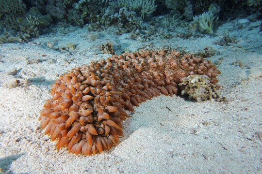 Pineapple sea cucumber (Telenota ananas), Erg Monica dive site, El Quesir, Red Sea, Egypt