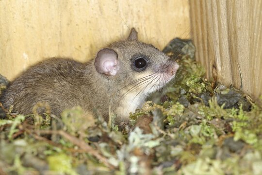 Edible dormouse (Glis glis) in a nest box as a summer roost, Siegerland, North Rhine-Westphalia, Germany