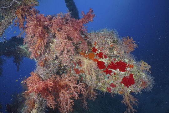Propeller of the Dunraven overgrown with Hemprich's tree coral (Dendronephthya hemprichi) . Dive site Dunraven wreck, Sinai, Red Sea, Egypt