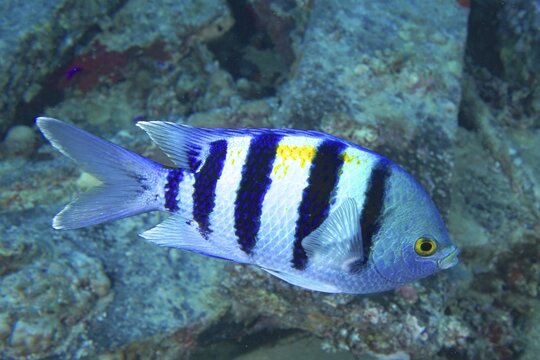 Indo-Pacific sergeant (Abudefduf vaigiensis), Thistlegorm wreck dive site, Sinai, Egypt