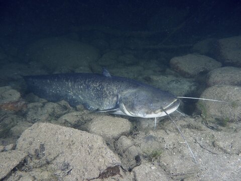 A catfish (Silurus glanis), Waller, with long barbels resting on a stony ground, dive site Zollbr&uuml;cke, Rheinau, Canton Zurich, Rhine, High Rhine, Switzerland, Germany