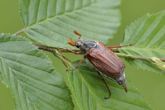 Northern cockchafer (Melolontha hippocastani), male, on leaves of a hornbeam (Carpinus betulus), Wilnsdorf, North Rhine-Westphalia, Germany
