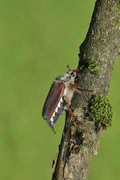May beetle, field cockchafer (Melolontha melolontha), female on a branch covered with moss, Wilden, North Rhine-Westphalia, Germany