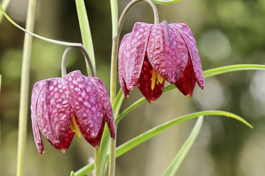 Snake's Head Fritillary (Fritillaria meleagris), two flowers in a meadow, inflorescence, early bloomer, spring, Wilnsdorf, North Rhine-Westphalia, Germany