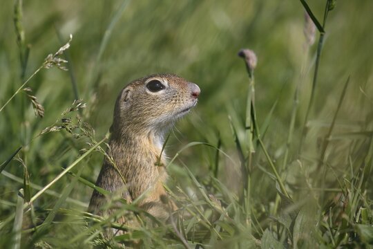 European ground squirrel or European souslik (Spermophilus citellus) looking out of its earthworks in a meadow, Balaton Uplands National Park,  Balaton-felvid&eacute;ki Nemzeti Park, Lake Balaton, Hungary