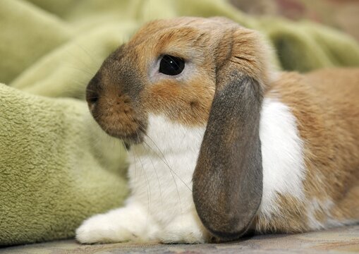 European Rabbits (Oryctolagus cuniculus), young