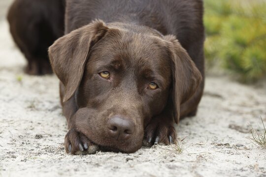 Brown Labrador Retriever (Canis lupus familiaris), bitch bored, dogsrasse, Schleswig-Holstein, Germany